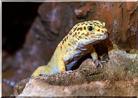 Leopard gecko