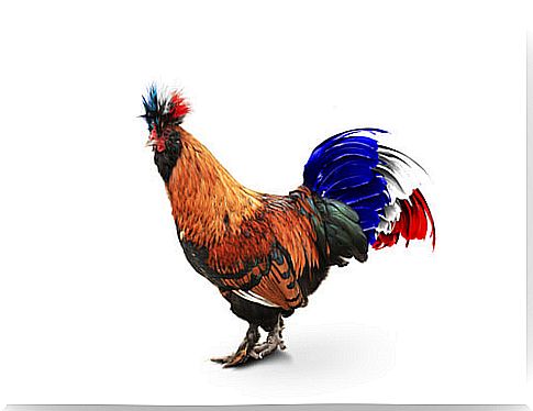 Rooster of France