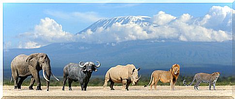 The Big Five of Africa