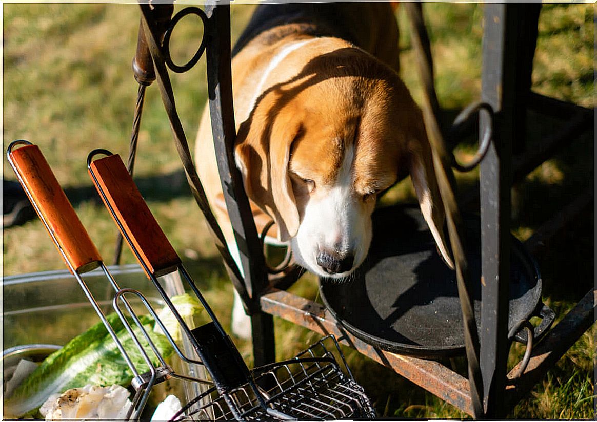 A dog smelling meat.