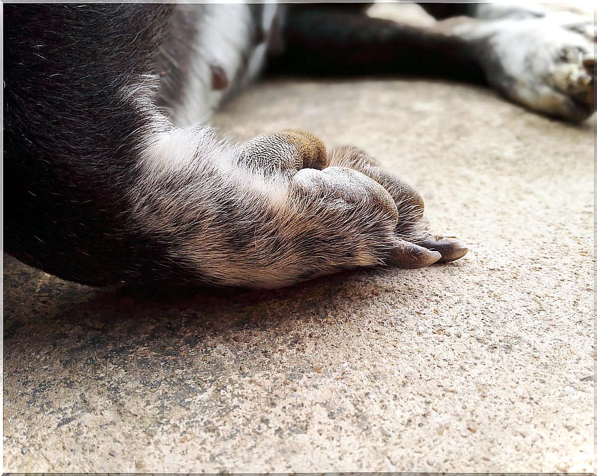 A dead dog in the driveway.