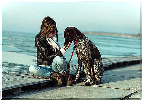 The pointer is one of the most sociable dog breeds