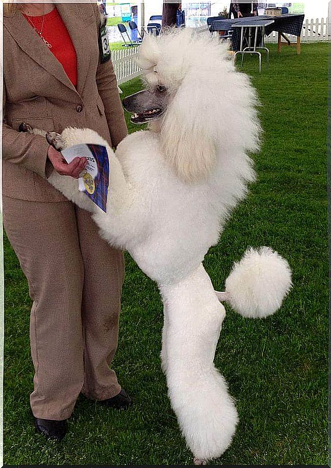 The poodle is one of the most sociable dog breeds