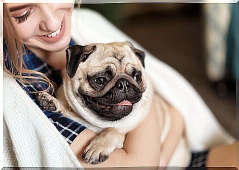 Pug in the arms of its owner