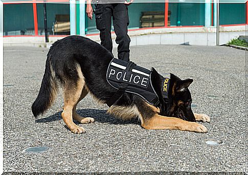 What are the qualities of police dogs?