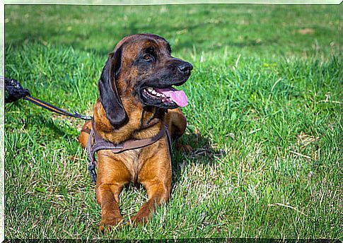 Bloodhound dog lying on the grass