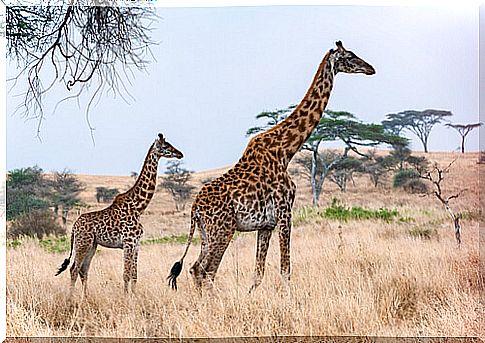 Viviparous animals: giraffe.