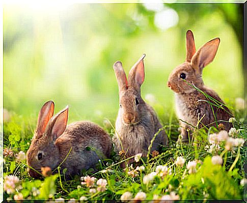 Viviparous animals: rabbit.