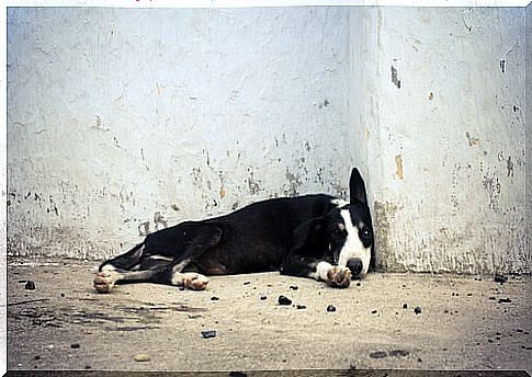 dog on the street