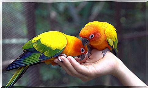 Parrots eating feed from the hand