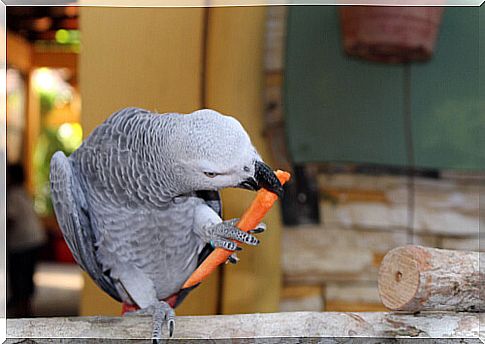 Parrot eating carrot