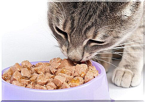 How much food should your cat eat