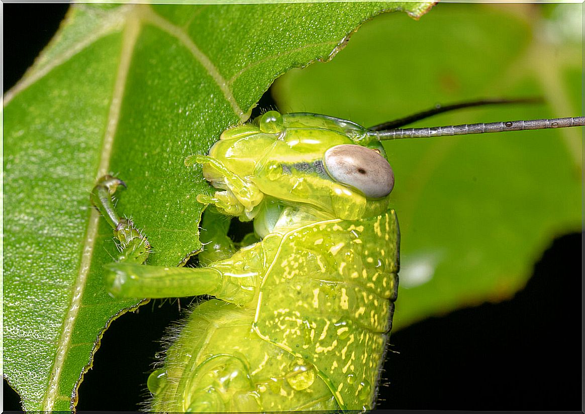 What is the diet of grasshoppers?