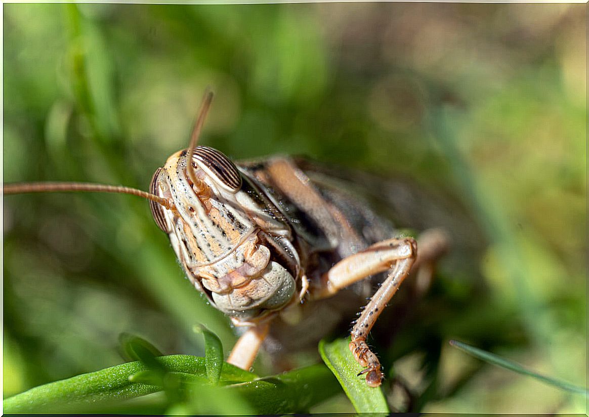 The mouthpart of a grasshopper.