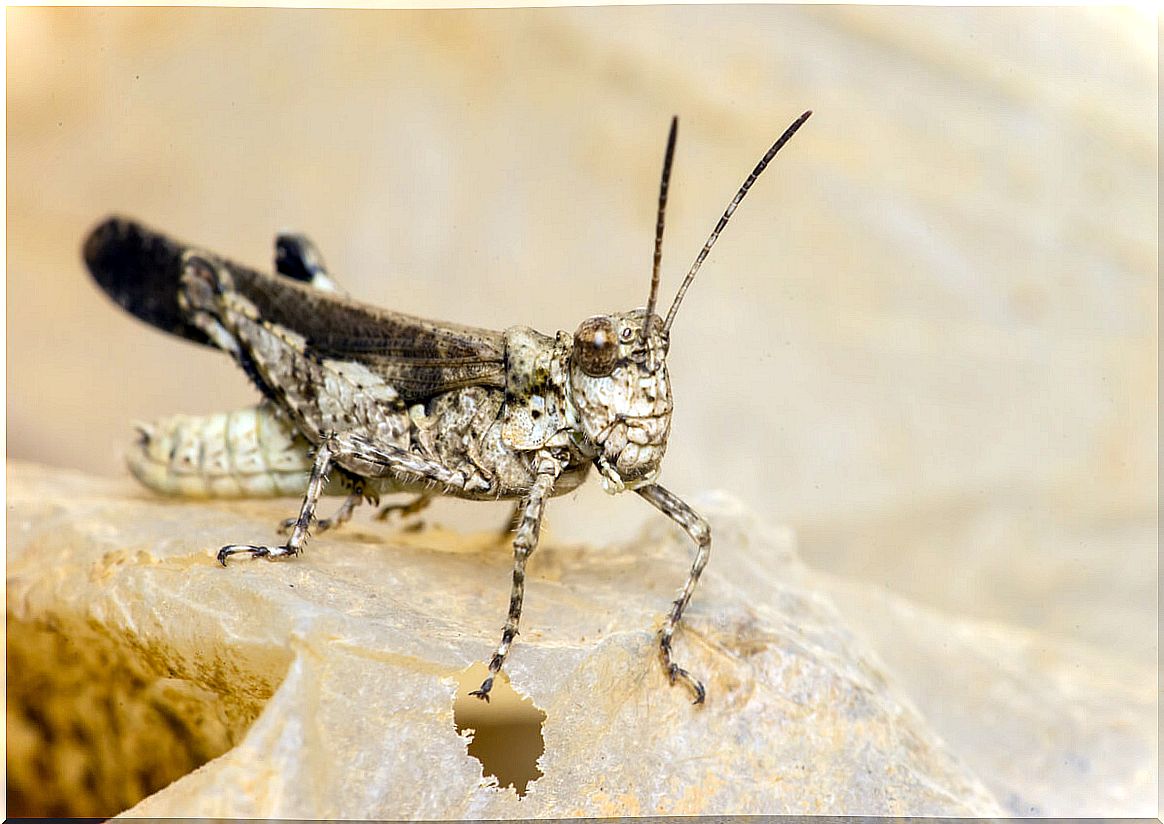 Grasshopper feeding.