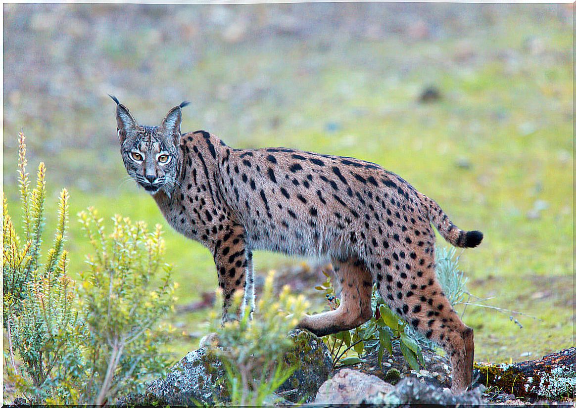 El lince ibérico es una especie endémica de España.