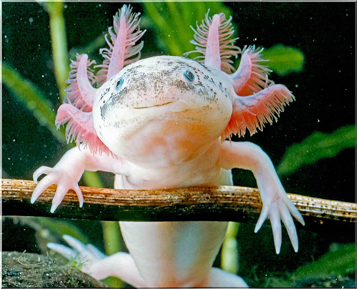 The axolotl is an endangered amphibian.