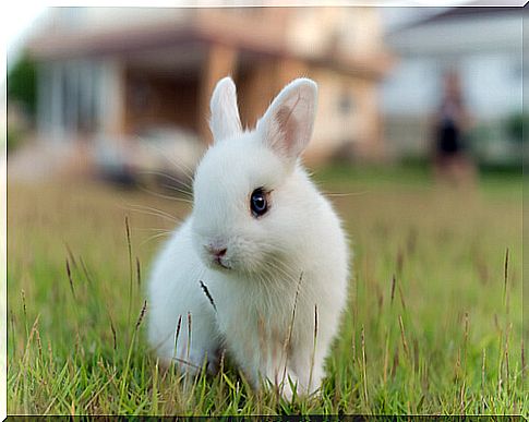 What is the dwarf rabbit like?