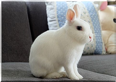 Dwarf rabbit: behavior