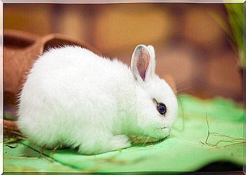 Dwarf dutch rabbit