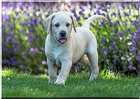 Puppies and recommended exercise