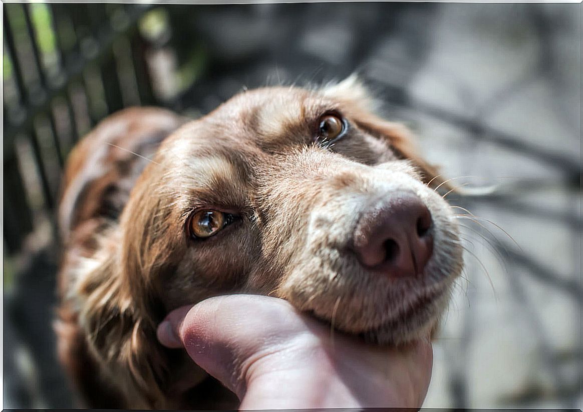 What is the longest-lived breed of dog?