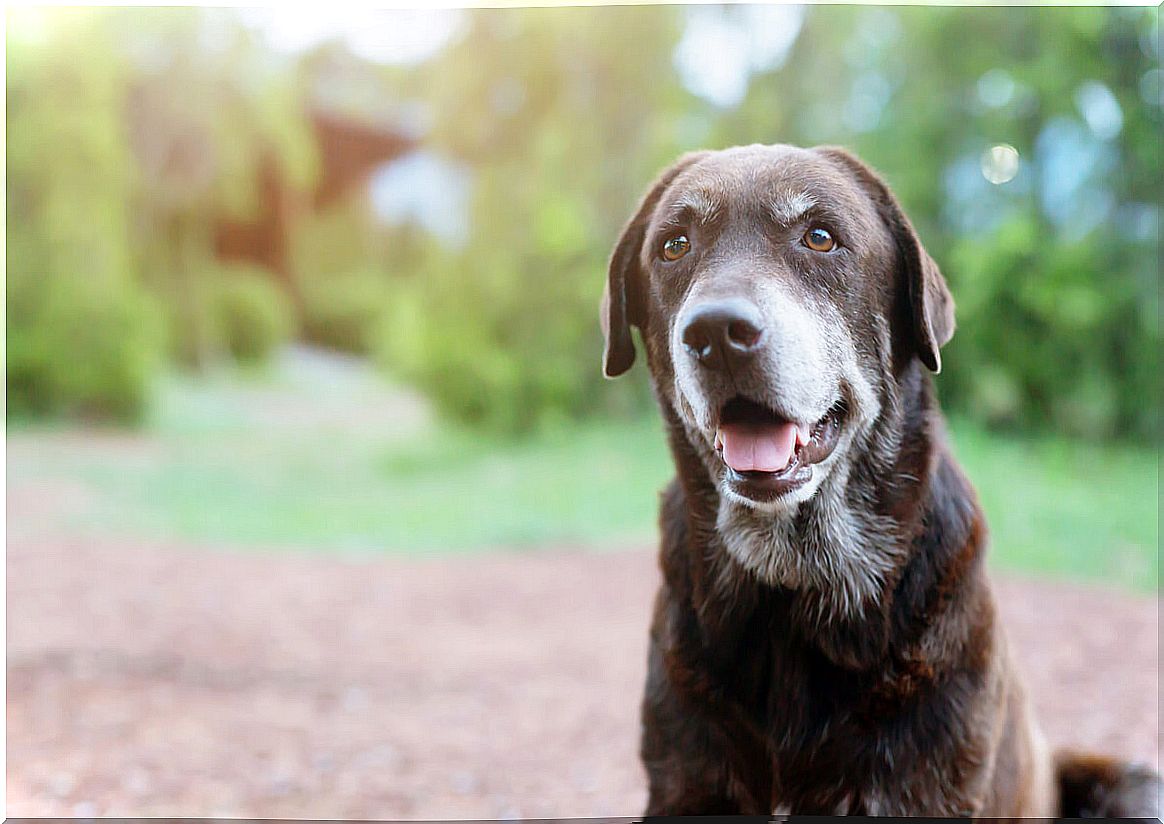 An elderly dog ​​panting.