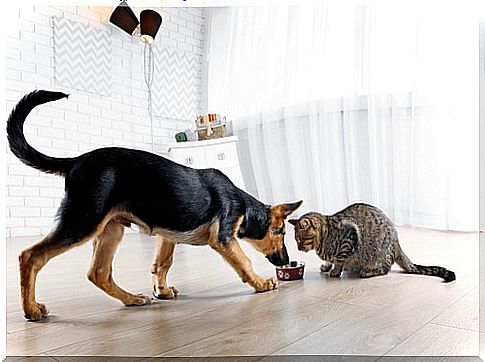 What not to do to unbalance a dog or cat