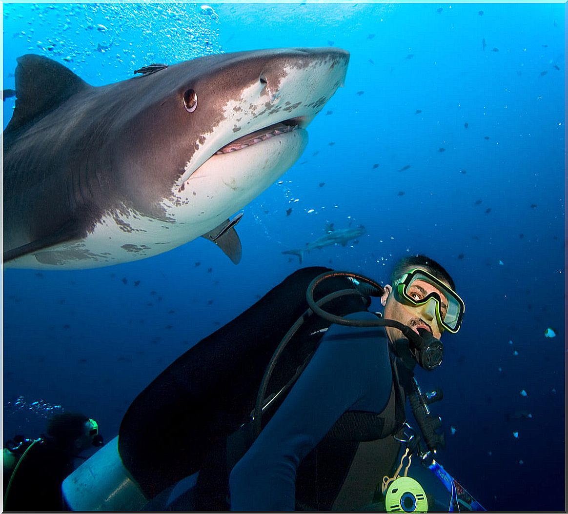 Documents to sign before swimming with sharks.