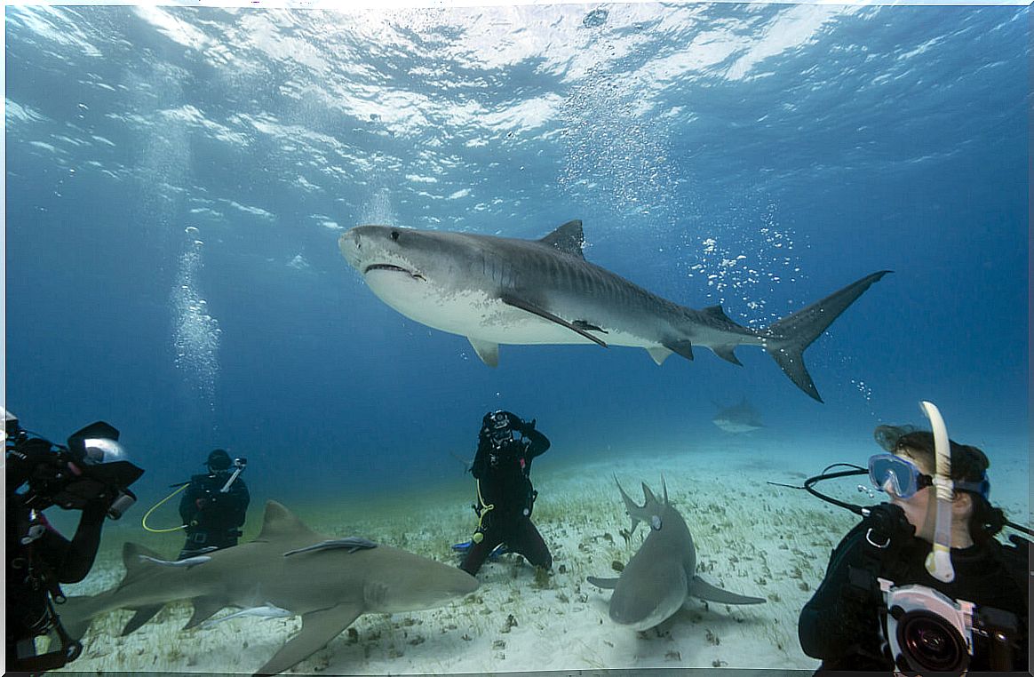 Group of people swimming with sharks.