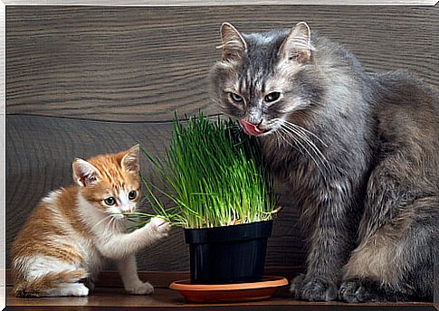 What to do in case of cat poisoning?