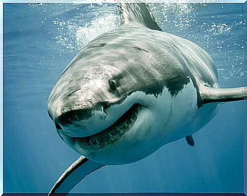 Shark species: examples