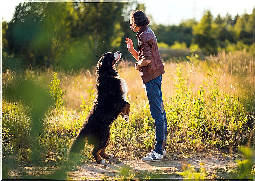 Training in dogs helps them better manage anxiety.