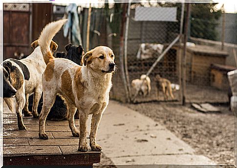 Dogs in a shelter