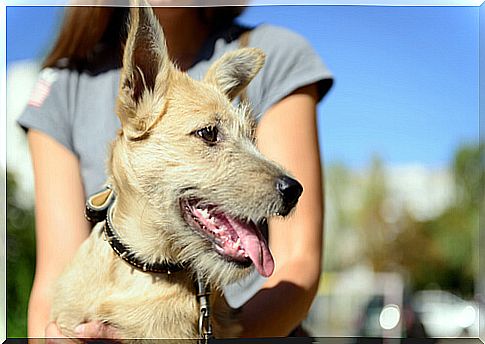 Dog with its owner