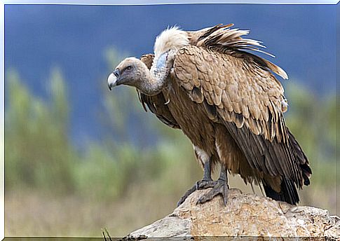 The griffon vulture is characterized by being bald.