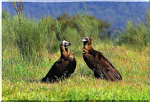 The black vulture has a large wingspan