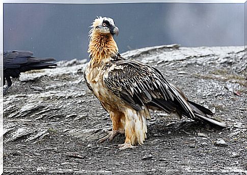 One of the characteristics of bearded vultures is that they are not bald.