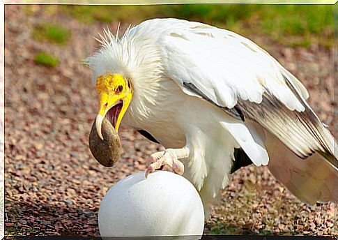 Egyptian vulture behavior