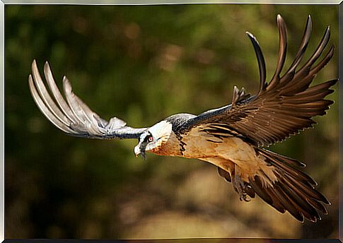 Curiosities of the bearded vulture