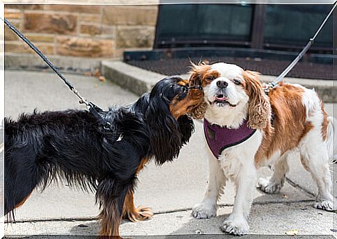 Sense of smell in dogs