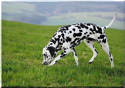 dalmatian smell