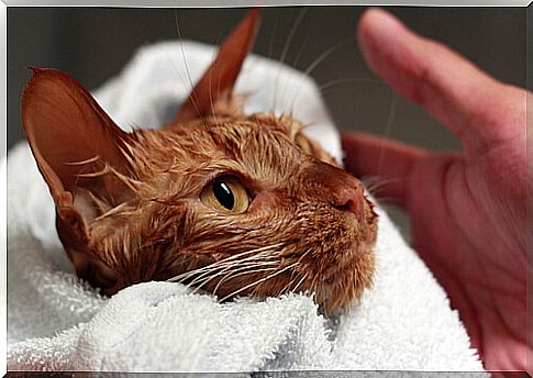 cat-enjoy-bath-time