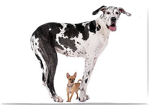 Why don't large dogs live as long as smaller ones?