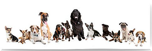 Dogs of various breeds and sizes