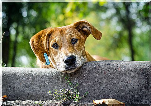 Dog supporting his head