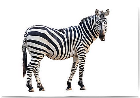 Why do zebras have stripes?