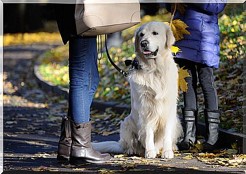 dog for a walk