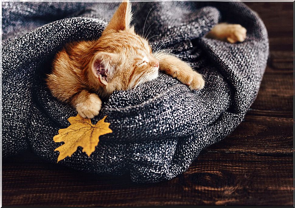 Cat with blanket.