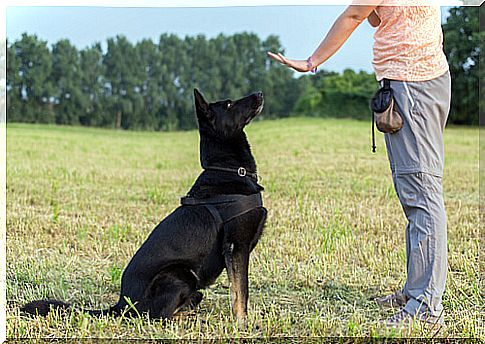 Positive dog education